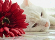 LOL赛事-一场没有录像的战争，深圳队火箭如何击穿欧冠级壁垒