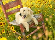 英雄联盟总决赛2025-从沙漠绿鹰到世界焦点，亚洲足球改写北美大陆叙事