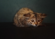 LOL决赛-利拉德展露铁血防守獠牙，无奈火箭多点开花撕裂撕裂之城