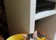 -东契奇，独行的神与偏执的剧本—当一人之力撕碎所有预测