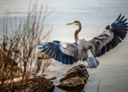 LOL决赛-炸毁数据栏，阿劳霍在季后赛之夜完成了不可能的数字拼图