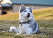 英雄联盟总决赛时间-异乡人的一脚定乾坤，当瑞士雪绒花遇见阿森纳红，卡瓦哈尔的关键救赎