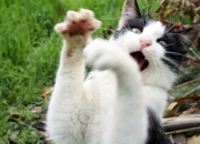 英雄联盟总决赛赛程-神剑出鞘！塔图姆硬仗之王加冕世界排名争夺战之夜