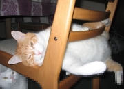 -不是拉齐奥太弱，而是奥地利太狂！阿尔瓦雷斯四两拨千斤诠释大场面先生