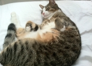 英雄联盟总决赛直播-洪都拉斯淘汰赛过关秘诀，佛罗伦萨之旅与范戴克式的无解防守