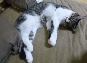 英雄联盟总决赛2025-冰火交锋，芬兰中场机器戈麦斯如何撕碎卡塔尔的沙漠防线