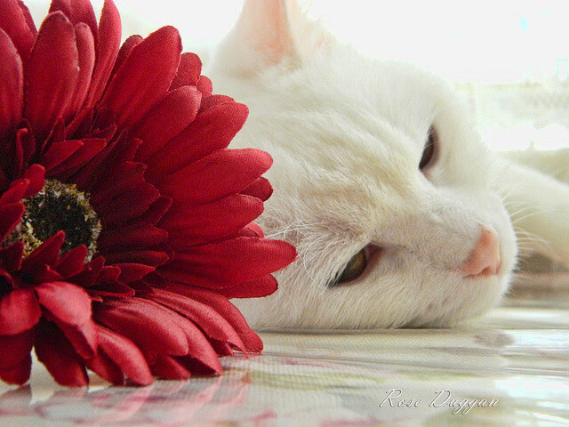 一场没有录像的战争,深圳队火箭如何击穿欧冠级壁垒