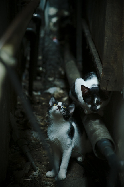 门神之光与战术风暴，库尔图瓦爆发与苏格兰单节拉开里昂的足球启示