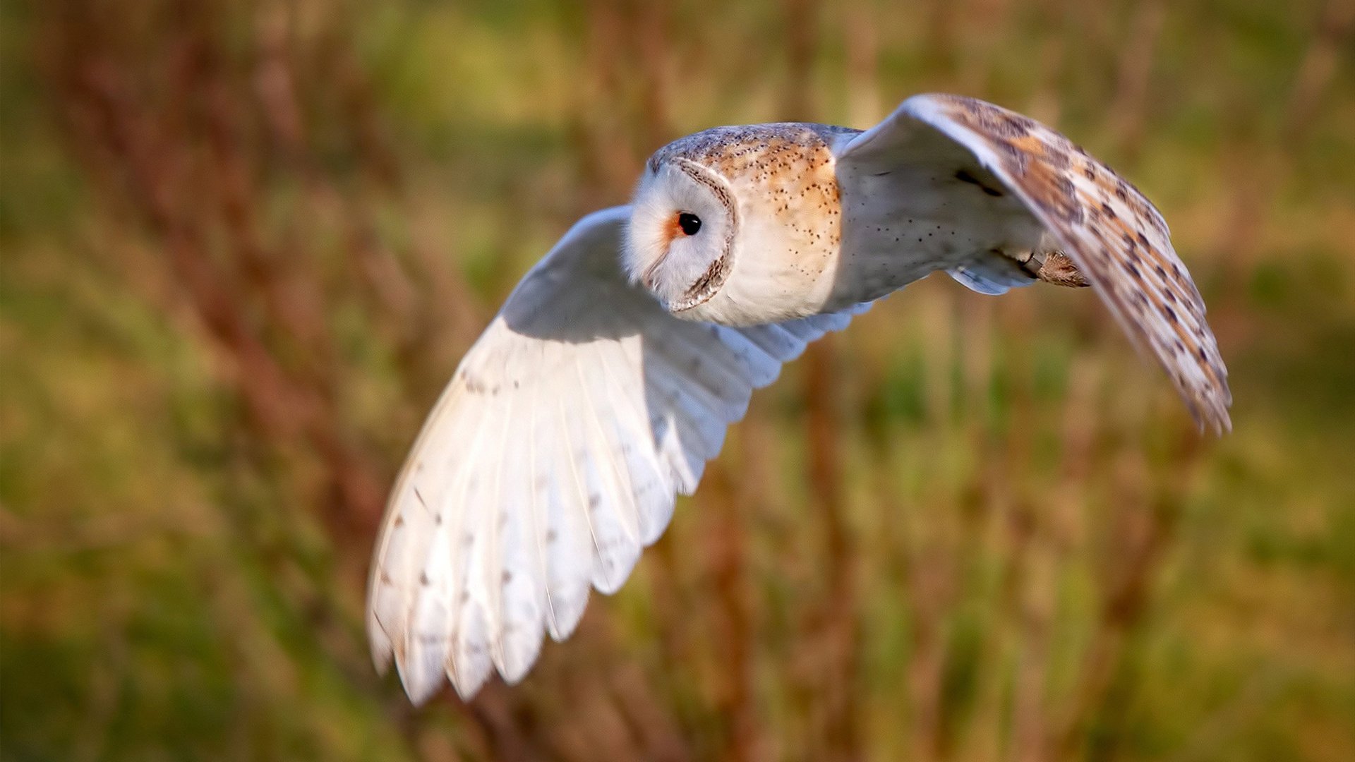 绝境铸王座，炼狱之夜哈利伯顿用方向盘写就唯一史诗