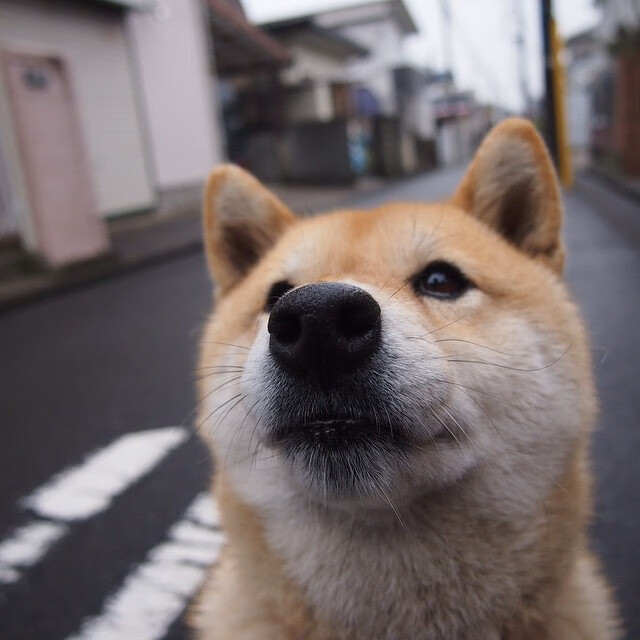 绞索与火焰,当公牛的防守铁链,遇上哈登的破阵火把