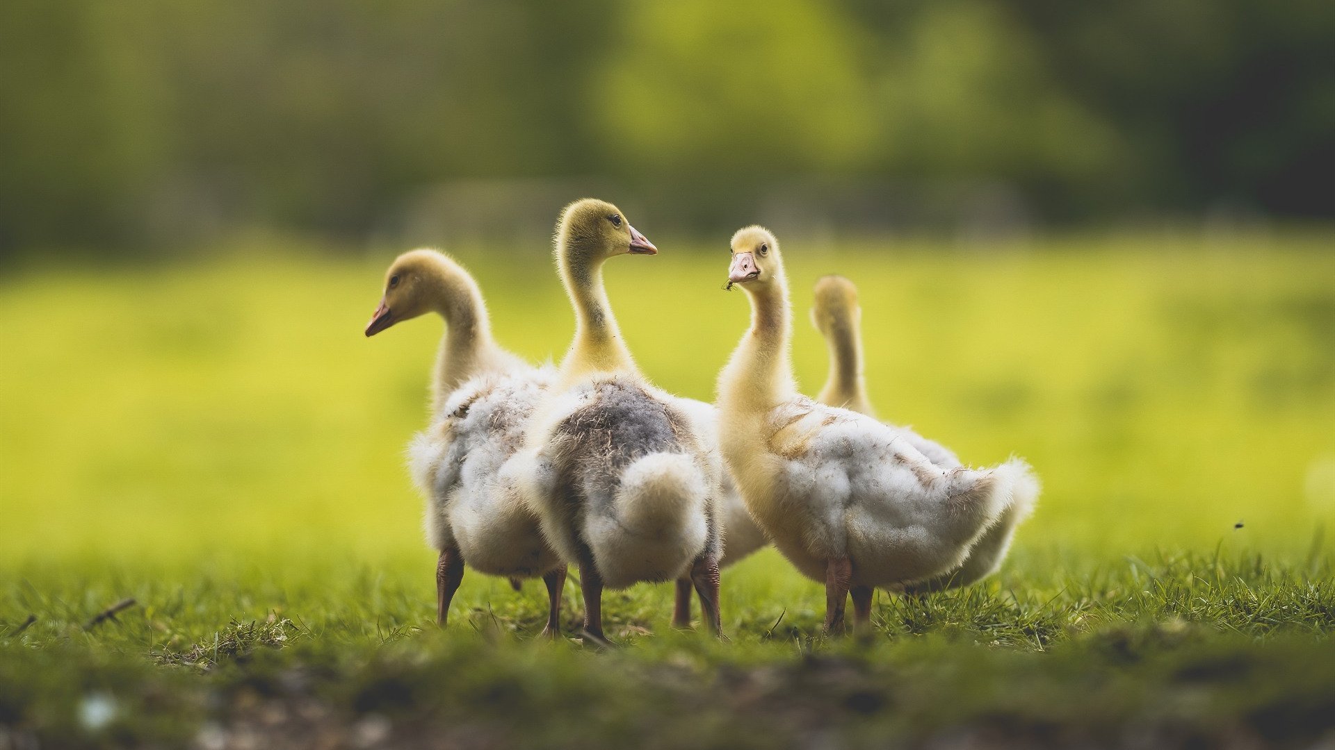 最漫长的14秒，当欧文的眼神穿过二十二年尘埃