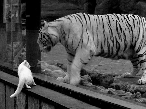 绿茵殖民，从玻利维亚被终结到凯恩接管比赛，足球世界的隐性霸权