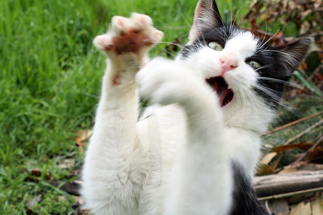 神剑出鞘!塔图姆硬仗之王加冕世界排名争夺战之夜