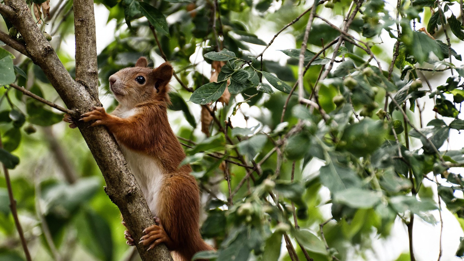 克莱的逆袭,美加墨世界杯夜晚的实力证明