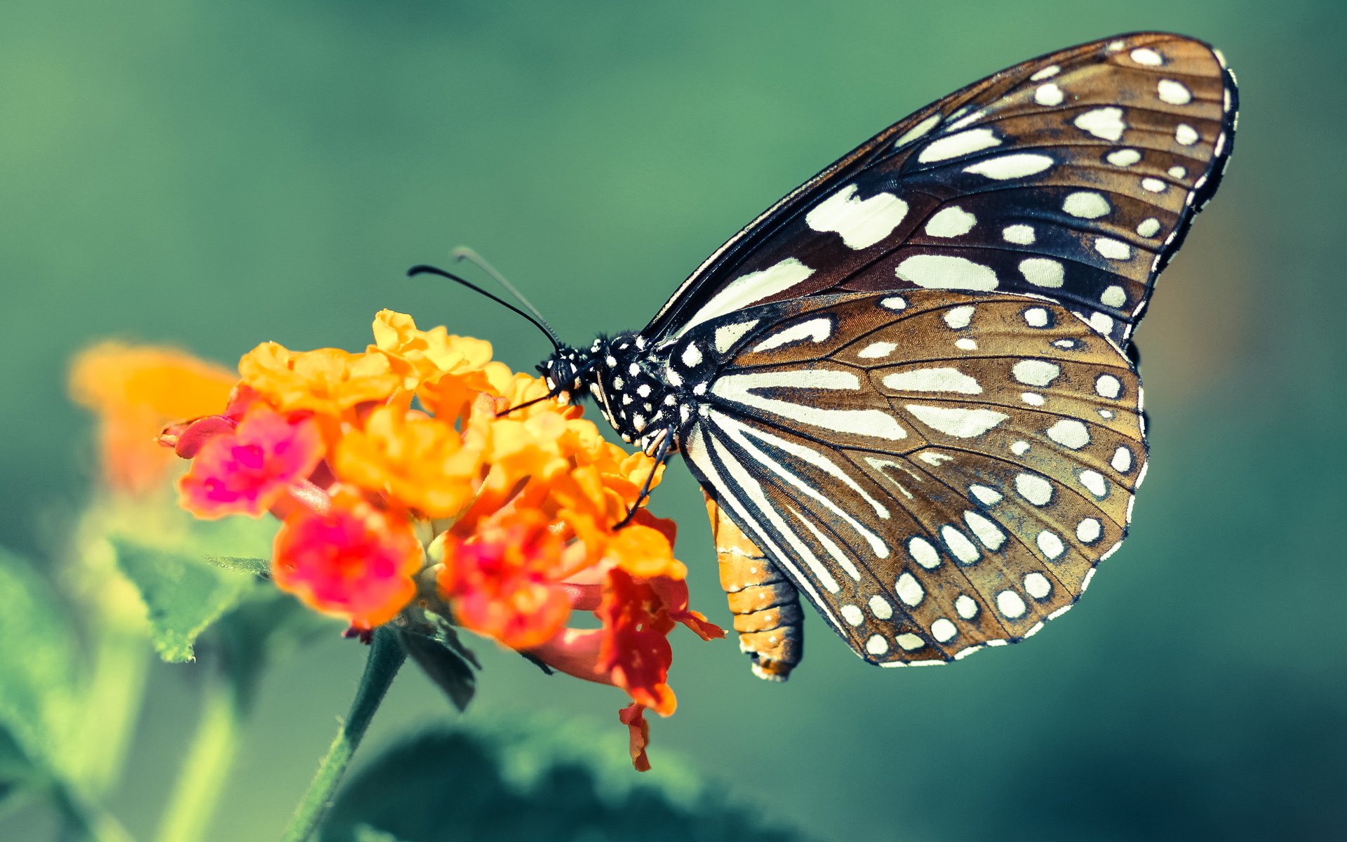 梦幻联动！拜仁全明星火力压制牙买加，莫德里奇独舞惊艳四座