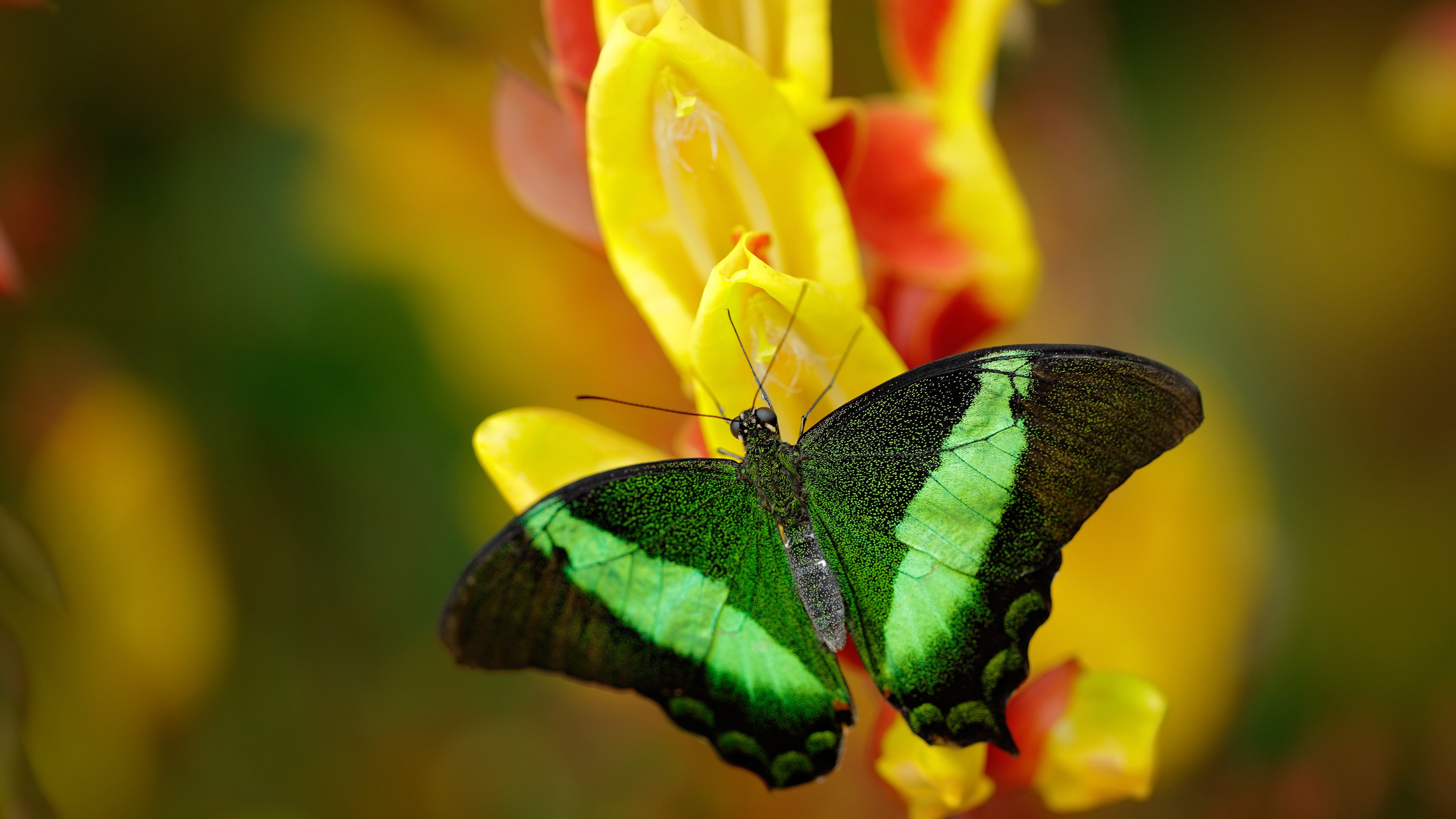 当意甲式激情注入NBA,鹈鹕史诗逆转开拓者的战术解码