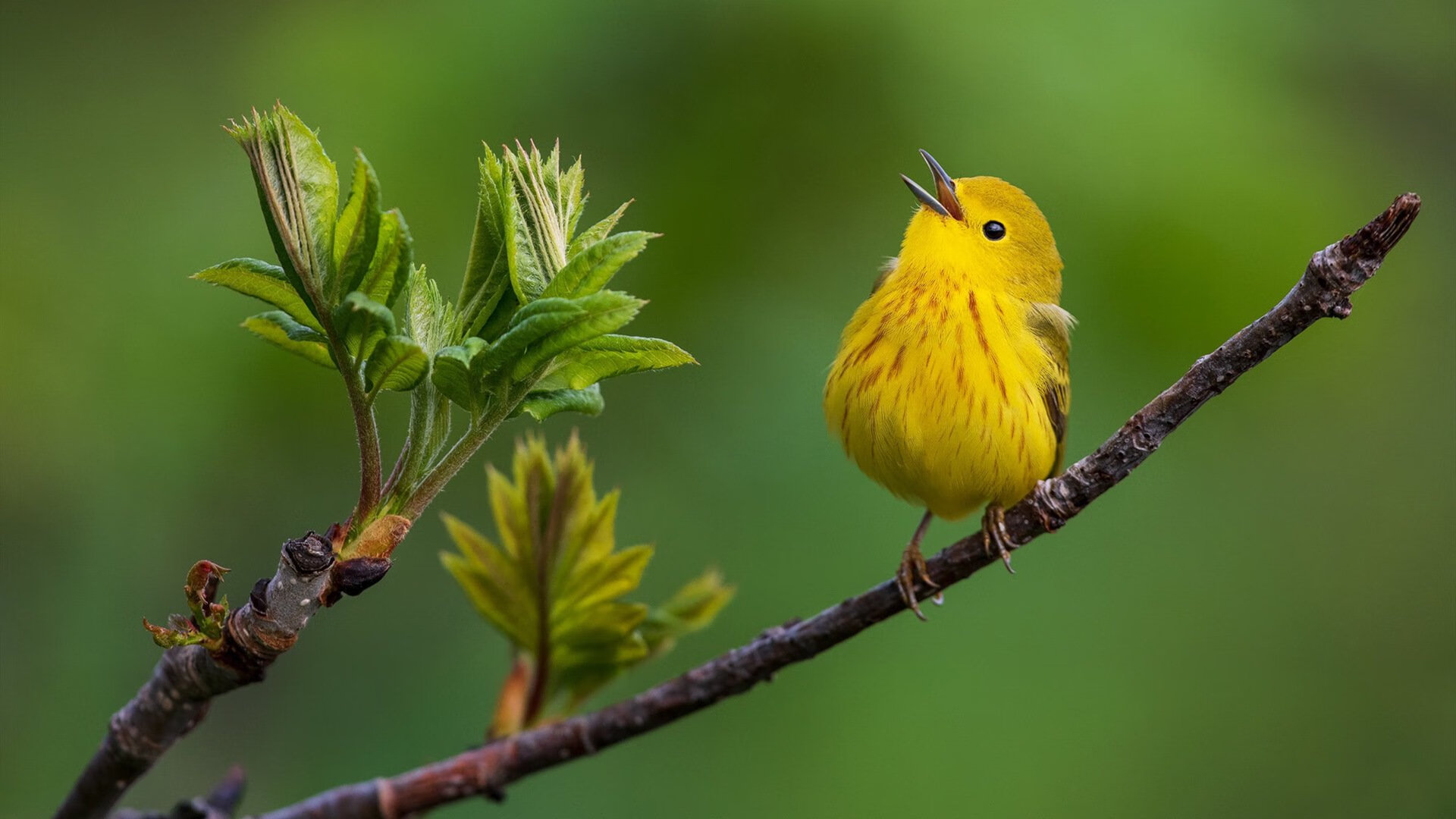 鏖战90分钟,本泽马一脚定乾坤!阿根廷击败爱尔兰