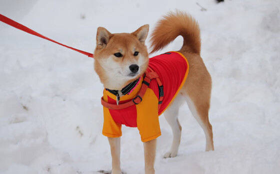 欧冠淘汰赛爆冷!雷恩主场完胜拉齐奥,法甲黑马闪耀欧洲