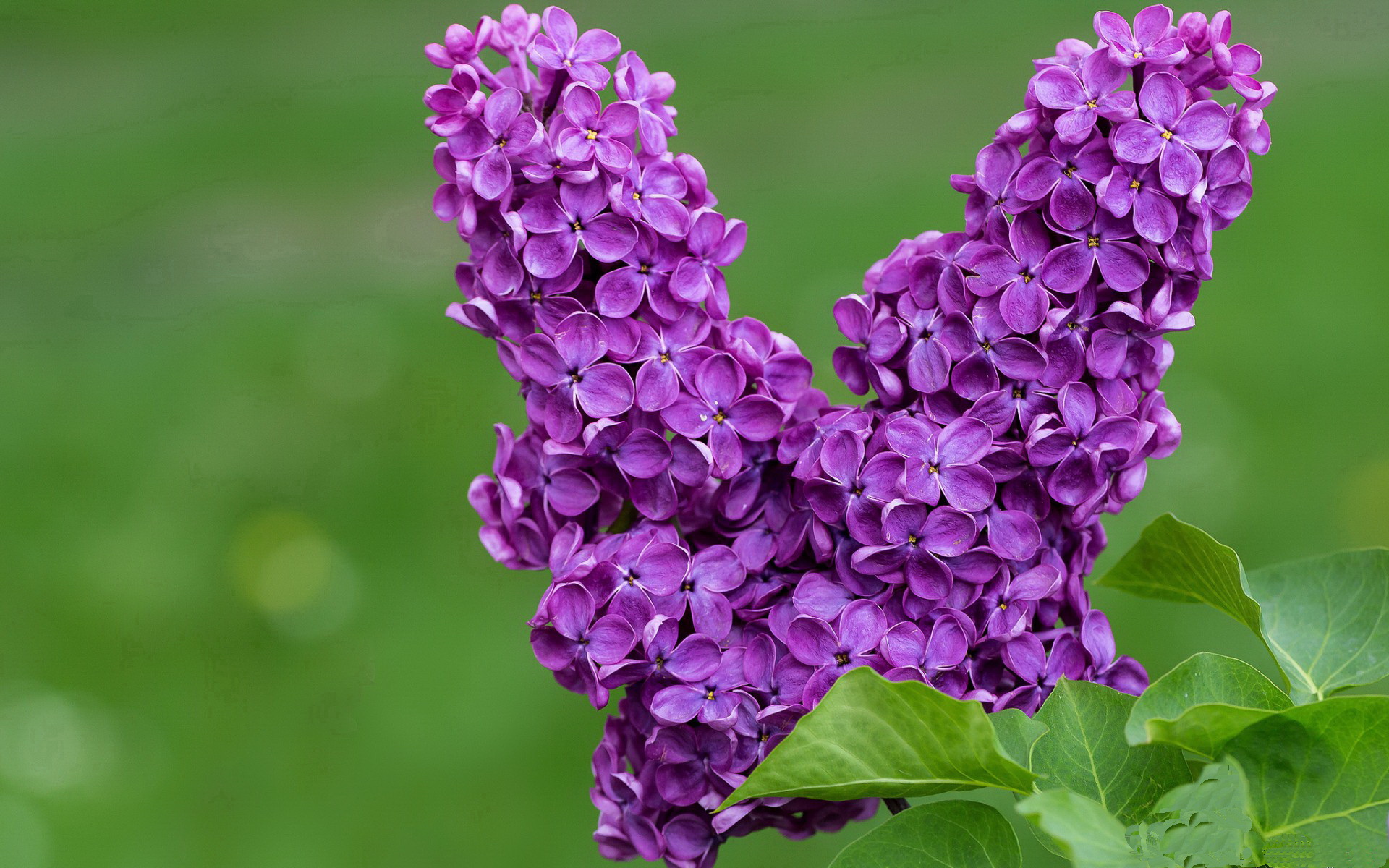 齿轮与仙人掌的绞杀，阿劳霍的精确一击如何刺穿日耳曼战车